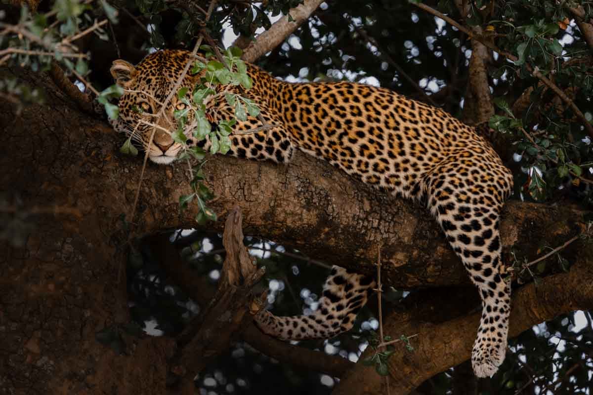 Leopard in a tree in the Serengeti, Tanzania