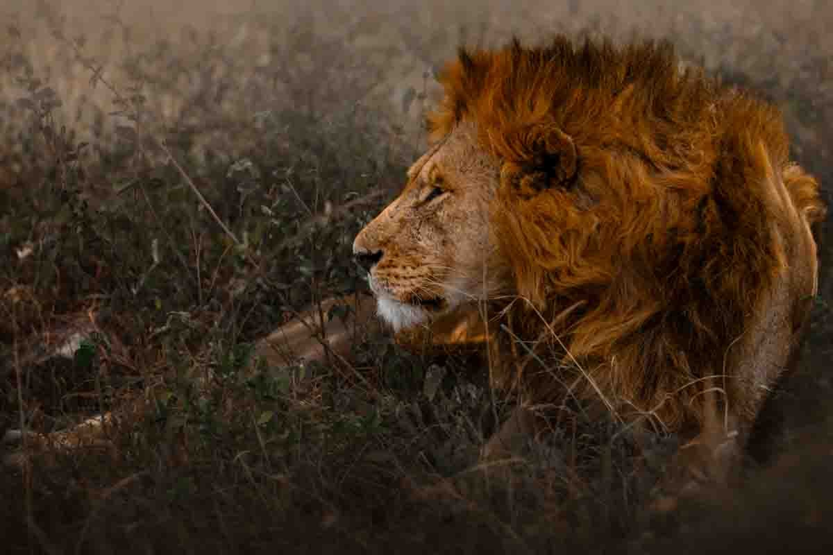 Male Lion in the grass in the Serengeti.