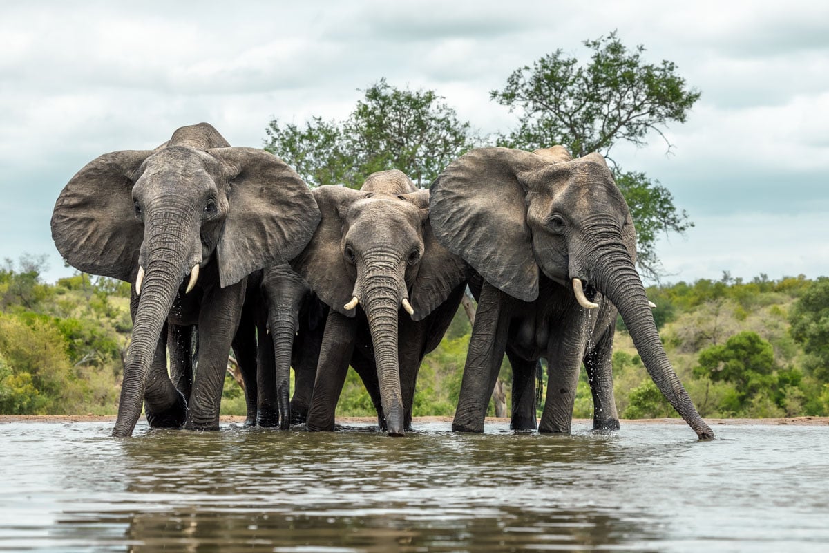 Elephants in South Africa.